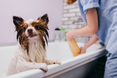 Pet Grooming and Pet Sitting Insurance in Troy, MO by Town & Country Insurance Agency, Inc.